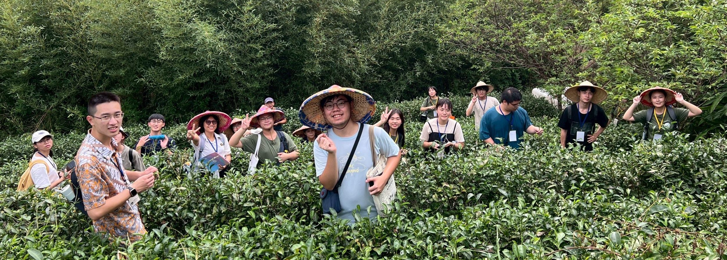 三芝客庄小旅行 於茶園進行採茶體驗