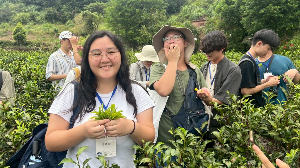 於茶園進行採茶體驗