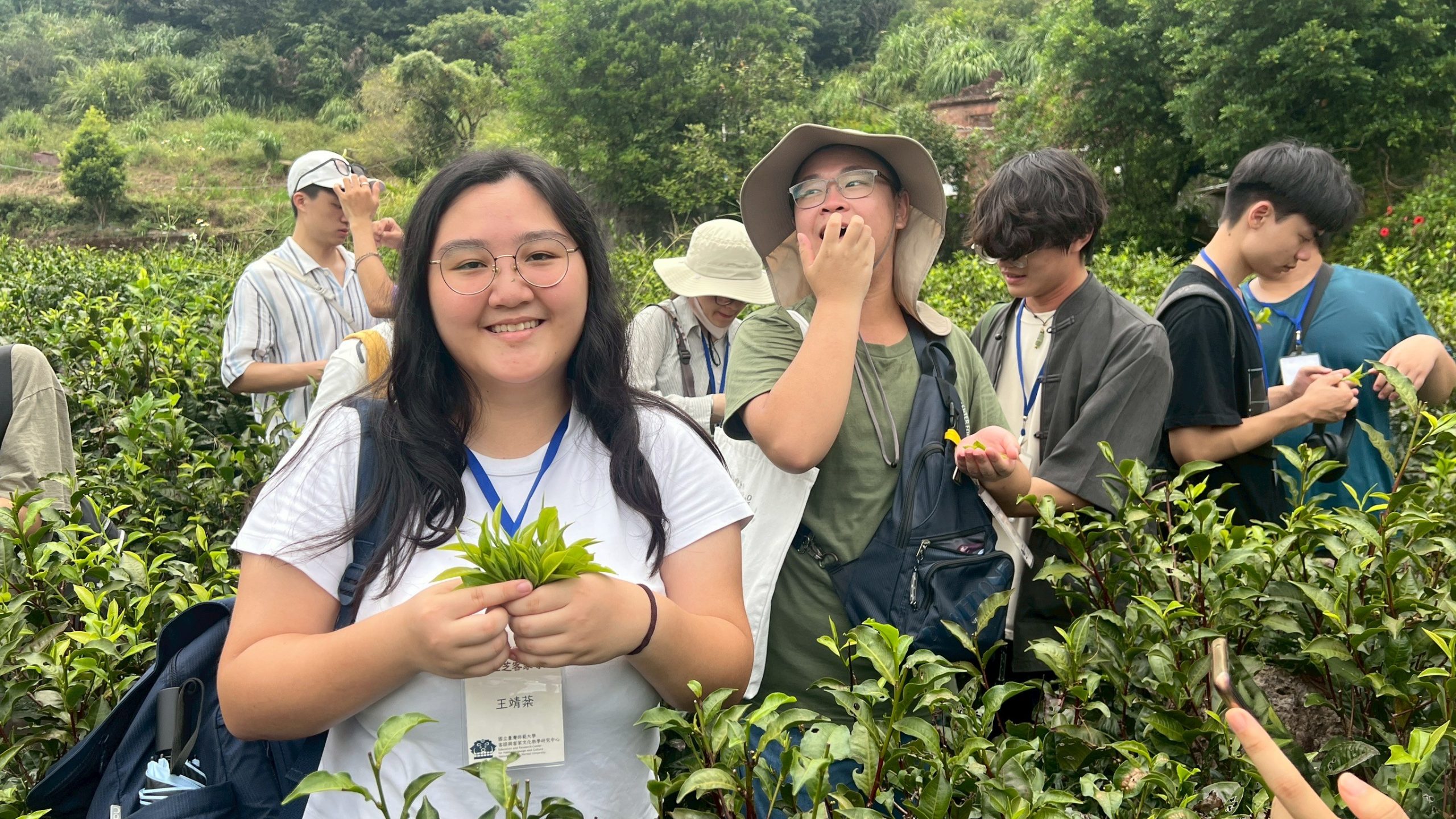 三芝客庄小旅行 於茶園進行採茶體驗